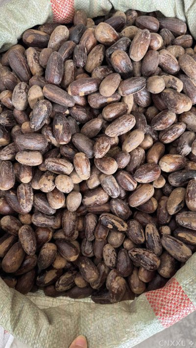 spice_26381_3fda6bc6_3.jpg