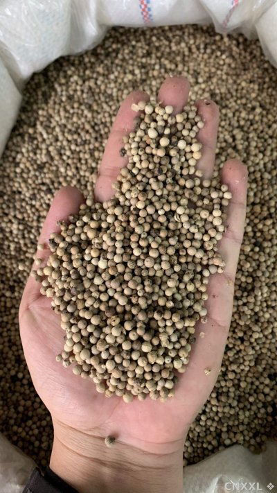 spice_26390_55deabf2_1.jpg