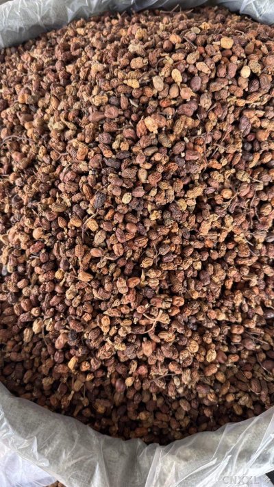 spice_26397_b914fb4a_3.jpg
