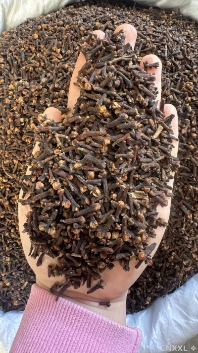 spice_26407_38f9b05c_1.jpg