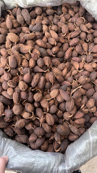 spice_26409_66c0fcf9_3.jpg