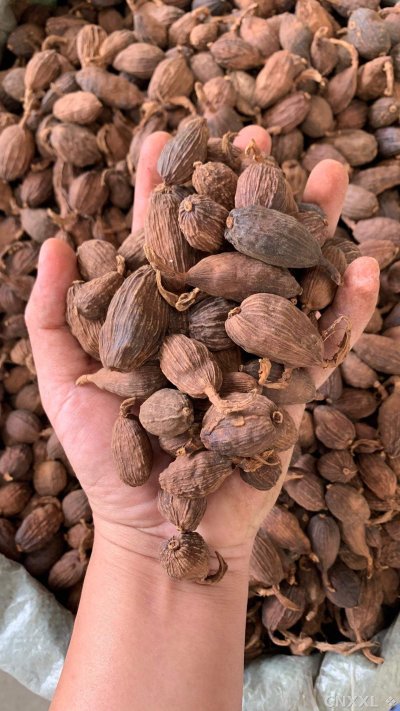 spice_26423_0218af4e_1.jpg