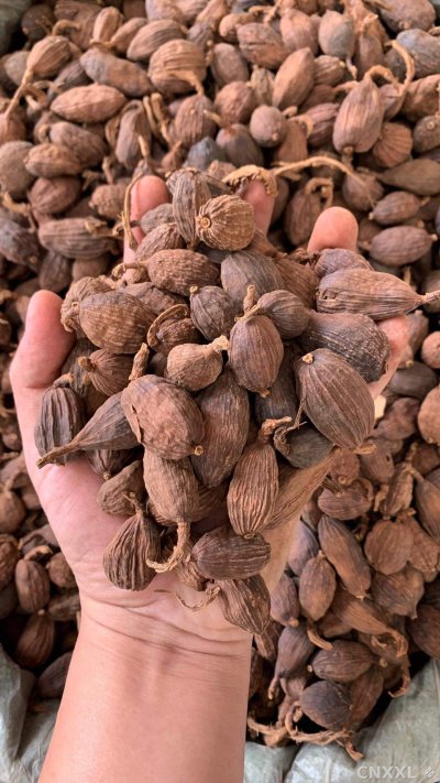 spice_26423_9c6056a5_2.jpg