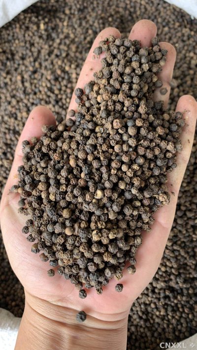 spice_26427_3fdde9f1_1.jpg