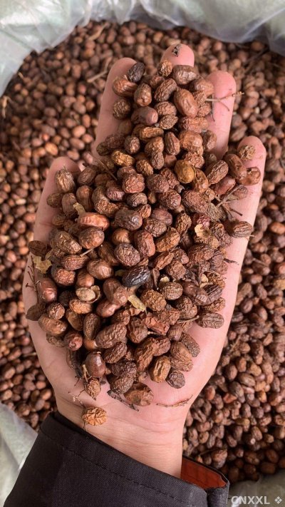 spice_26481_5eb4704e_1.jpg
