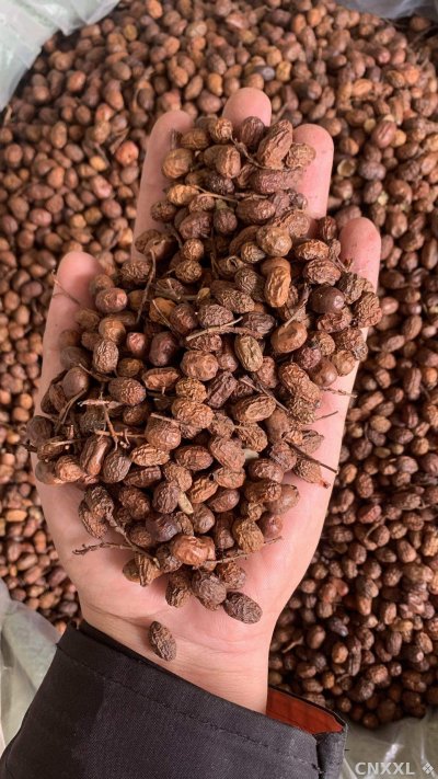 spice_26481_62d1f224_2.jpg