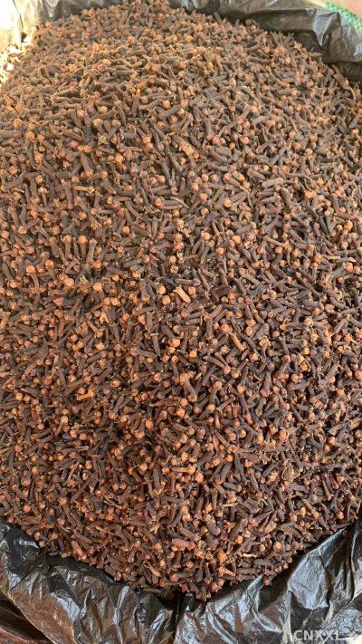 spice_26485_1efc9513_3.jpg