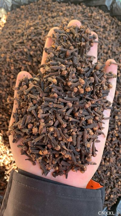 spice_26485_edce212f_2.jpg