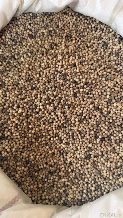 spice_26487_9aa3fccd_3.jpg