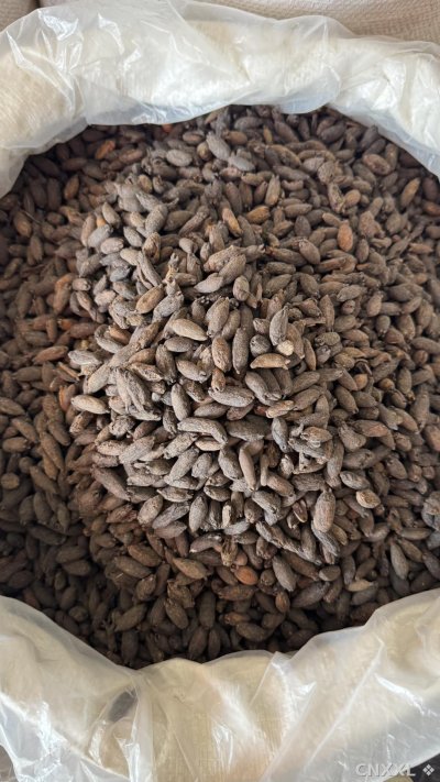 spice_26494_170eb989_3.jpg