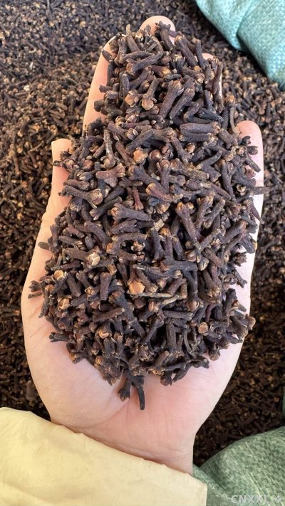 spice_26495_3c7ab660_2.jpg