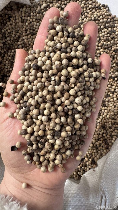spice_26504_ac6df4fa_1.jpg