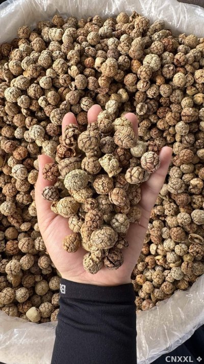spice_10153_2f6cecde_2.jpg