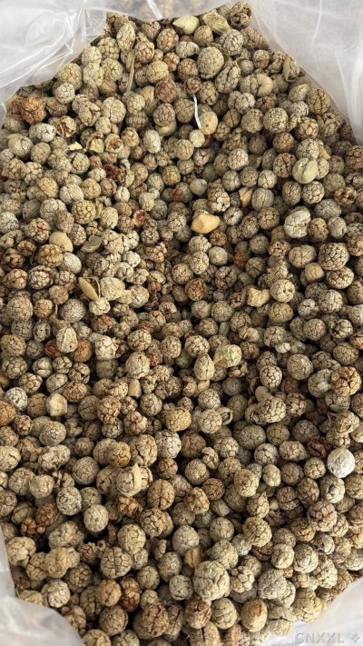spice_10154_050d22ca_2.jpg