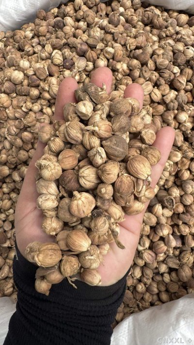 spice_148770_982dc46e_2.jpg