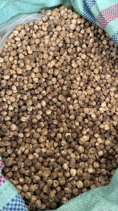 spice_14925_4c43ae9c_3.jpg