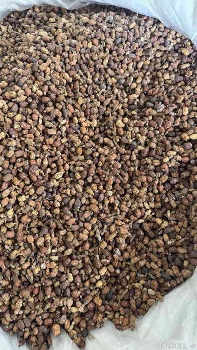 spice_18872_f2dc3f23_3.jpg