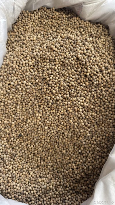 spice_19949_55941462_3.jpg