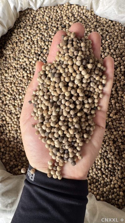spice_2164955_99c4225e_2.jpg