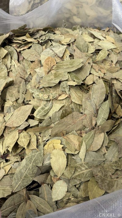 spice_2164963_106558c2_2.jpg