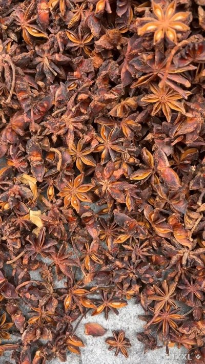 spice_2195709_c5775b2e_1.jpg