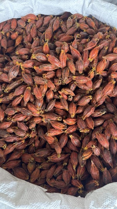 spice_22839_06ad6990_3.jpg