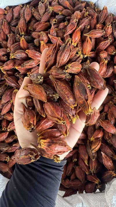 spice_22839_9fa02f55_1.jpg