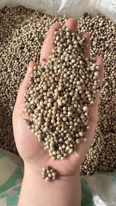 spice_24026_e6da8814_1.jpg