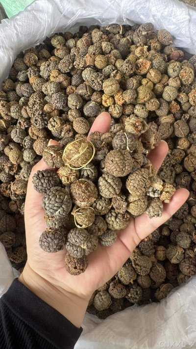spice_2465007_557196d5_2.jpg