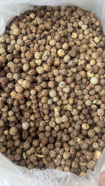 spice_2465021_4b473767_3.jpg