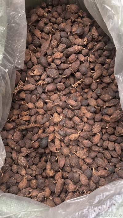 spice_25463_bd501654_3.jpg