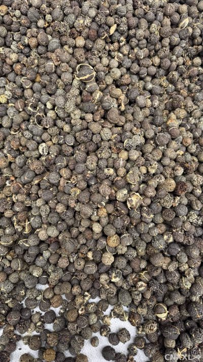 spice_2560873_e0dd35c5_3.jpg