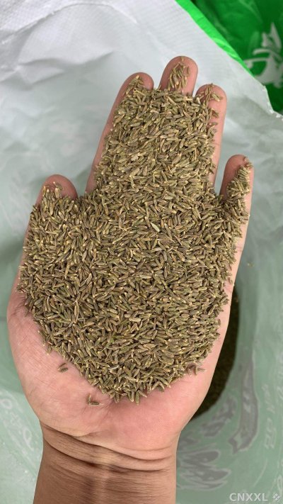 spice_2560877_9da50b2c_1.jpg