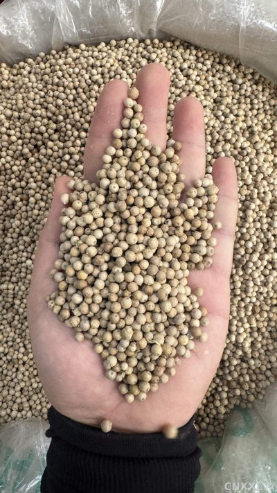 spice_25623_7b60baa7_1.jpg