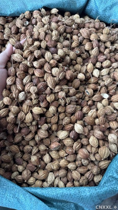 spice_2662303_c607ca55_3.jpg