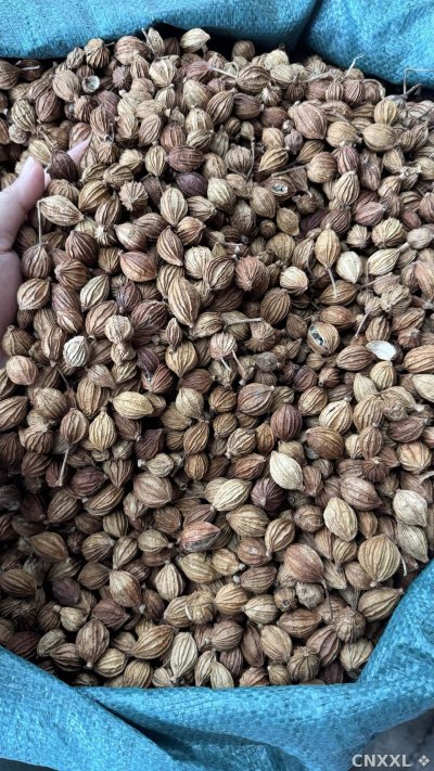 spice_2662303_c89666e4_2.jpg