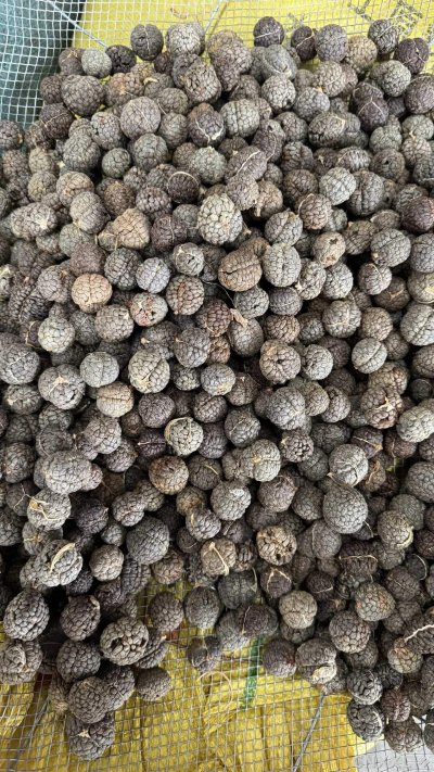 spice_2707919_ad1cb8bf_3.jpg