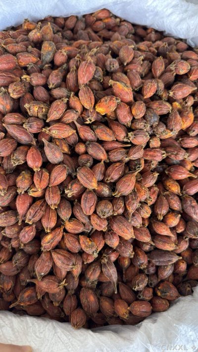 spice_2762_0d2dfa2c_3.jpg