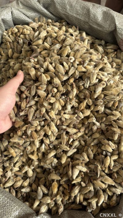 spice_2768778_0cf513db_3.jpg