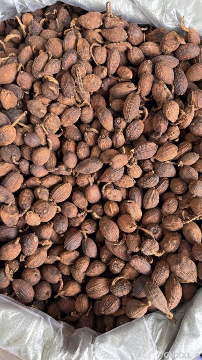 spice_2865125_3a1859b4_3.jpg
