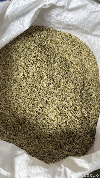 spice_2880336_4fecab9b_2.jpg