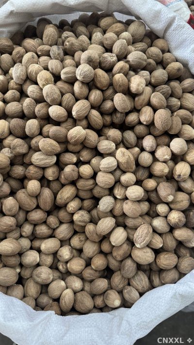 spice_3007174_456c304a_3.jpg