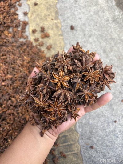 spice_3164650_aeaaec5b_2.jpg