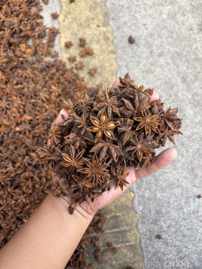 spice_3164650_cc3f428f_1.jpg