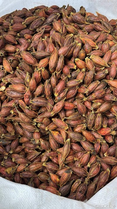 spice_3220570_c3ad1ce8_3.jpg