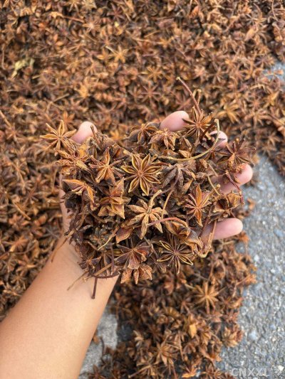spice_3261250_be896eea_1.jpg