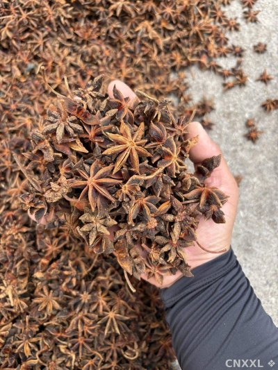 spice_3774593_3e268387_1.jpg