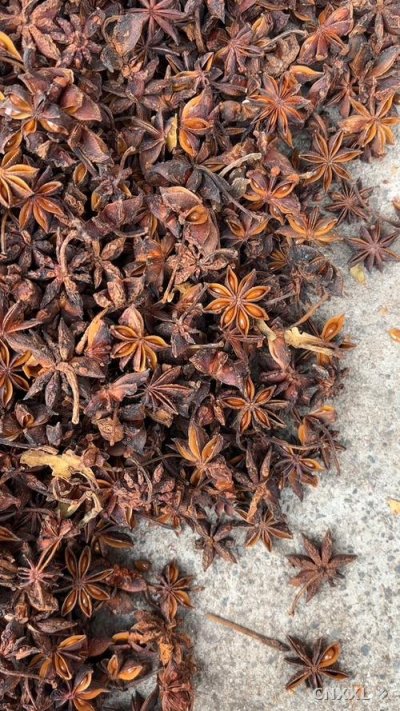 spice_3973630_a245c6b0_1.jpg