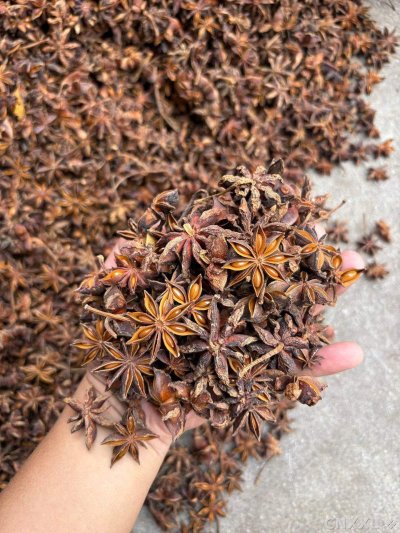 spice_4193144_02f05c7e_2.jpg