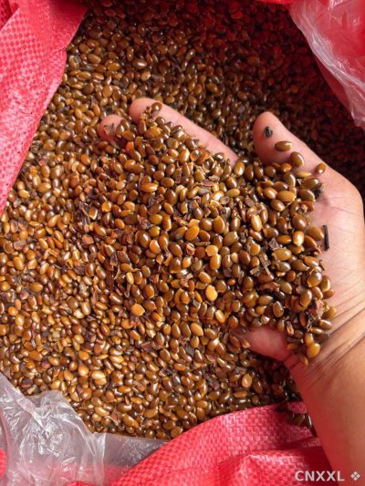 spice_4244329_a7e48c2b_2.jpg